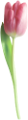 tulipán_67