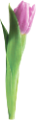 tulipán_70