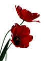 tulipán_75