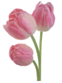tulipán_76