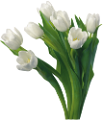 tulipán_80