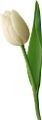 tulipán_83