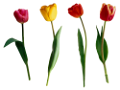 tulipán_86