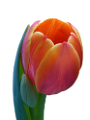 tulipán_88