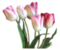 tulipán_93