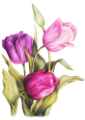 tulipán_96
