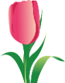 tulipán_97
