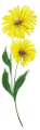tavaszi_vegyesvirág_54