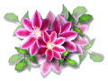 IBOLYA