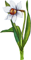 NÁRCISZ