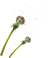 PIGYPANG