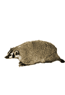 borz_13.png