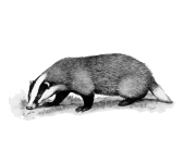 borz_14.png