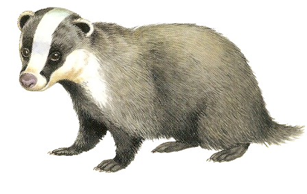 borz_18.png