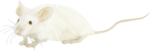 eger_23.png