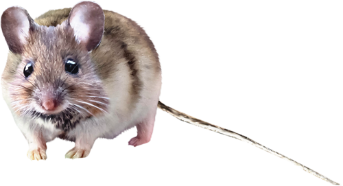 eger_9.png