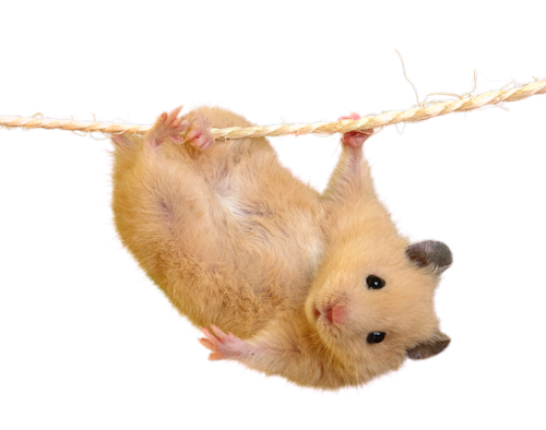 horcsog_2.png