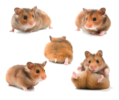 horcsog_20.png