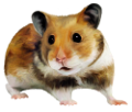 horcsog_11