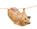 horcsog_2