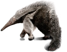 hangyasz_7.png
