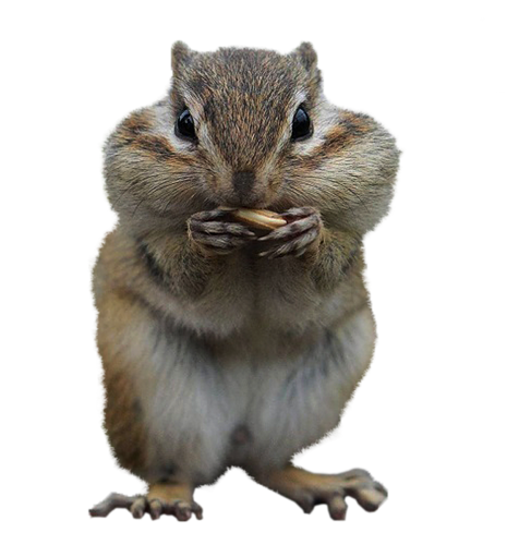 mokus_121.png