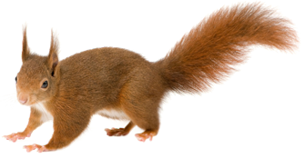 mokus_17.png