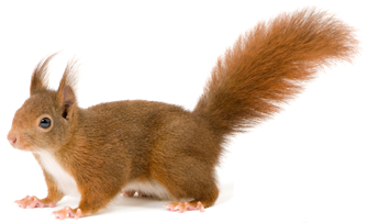 mokus_18.png