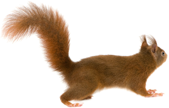 mokus_19.png