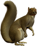 mokus_38.png