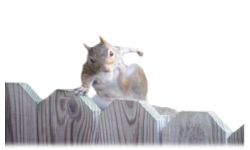 mokus_44.png