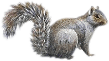 mokus_53.png