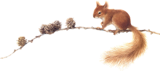mokus_60.png