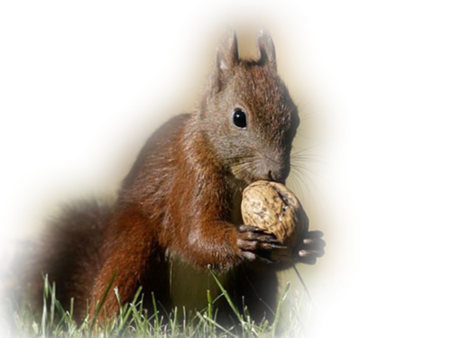 mokus_66.png