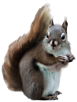 mokus_72.png