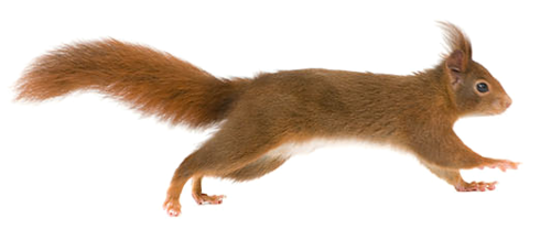 mokus_83.png