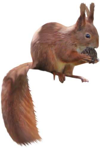 mokus_97.png