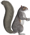 mokus_125