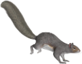 mokus_126
