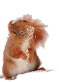 mokus_127