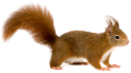 mokus_145
