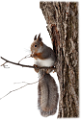 mokus_159