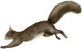 mokus_160