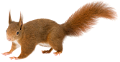 mokus_17
