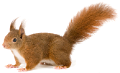 mokus_18