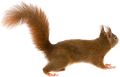 mokus_19