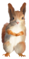 mokus_2