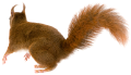 mokus_22