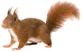 mokus_37