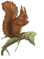 mokus_4